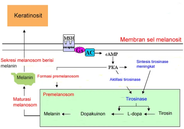 Gambar 12 Proses melanogenesis di melanosit.  Reseptor MSH  di membran melanosit, 
