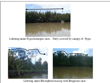 Figure 3.4. Example Labeling Class of Mangrove Based on Dominant Canopy Coverage  