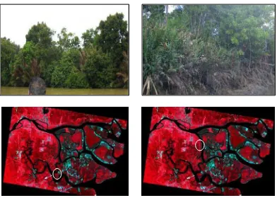 Figure 4.2  Result of field observation, Avicenia mixing with Nypa (left) and Rhizophora mixing with Nypa (right) and the corresponding ASTER image