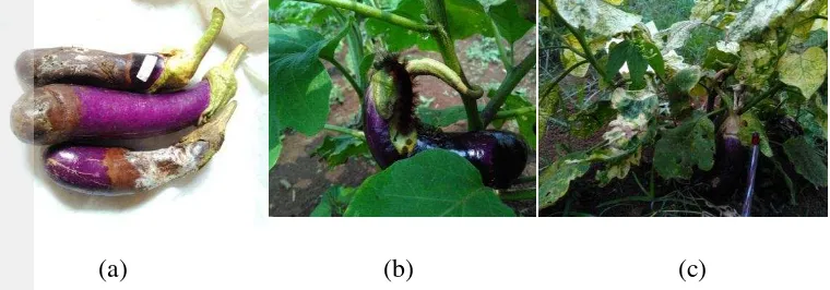 Gambar 12 Busuk buah (a), Hama (b), penyakit (c) pada budidaya terong ungu. 