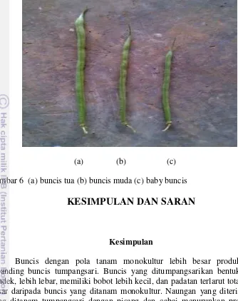 Gambar 6  (a) buncis tua (b) buncis muda (c) baby buncis 