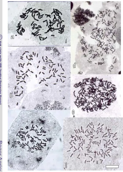 Figure 5.2.  Somatic chromosome Diplaziumf.d.b..  a. D. umbrosum, 2n = 82 (TNgP1348); D