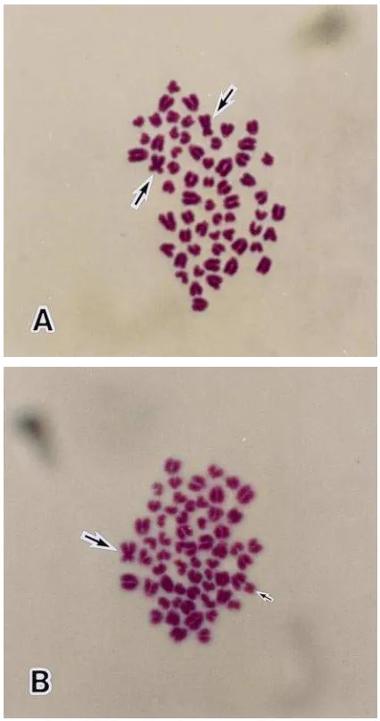 Fig. 6. Chimeric male calf produced by aggregation of four 8-cellparthenogenetic blastomeres (Red Angus) and two 4-cell IVF-derivedblastomeres (Holstein) and transferred to a beef recipient female.Arrow � a red color pattern originating from the parthenogeneticembryo.