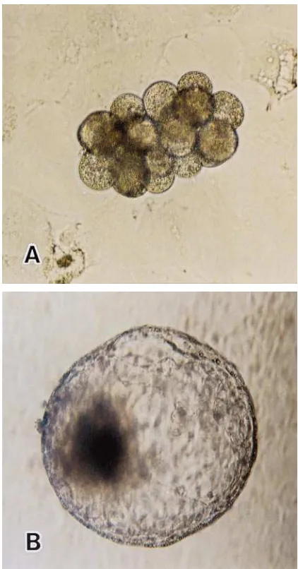Fig. 2. A reconstructed embryo produced by aggregation of a wholeparthenogenetic embryo (8-cell) and a whole IVF-derived embryo(8-cell) (post-insemination (A)