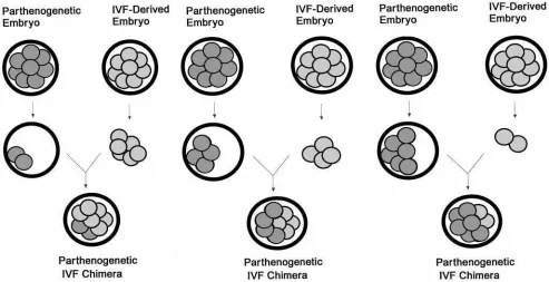 Fig. 3. Reconstruction of parthenogenetic and in vitro–fertilizedbovine embryos in experiment II
