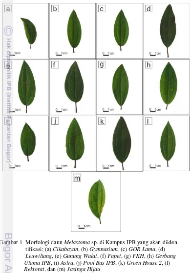 Gambar 1  Morfologi daun Melastoma sp. di Kampus IPB yang akan diiden- 