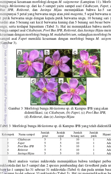 Gambar 3  Morfologi bunga Melastoma sp. di Kampus IPB yang akan  