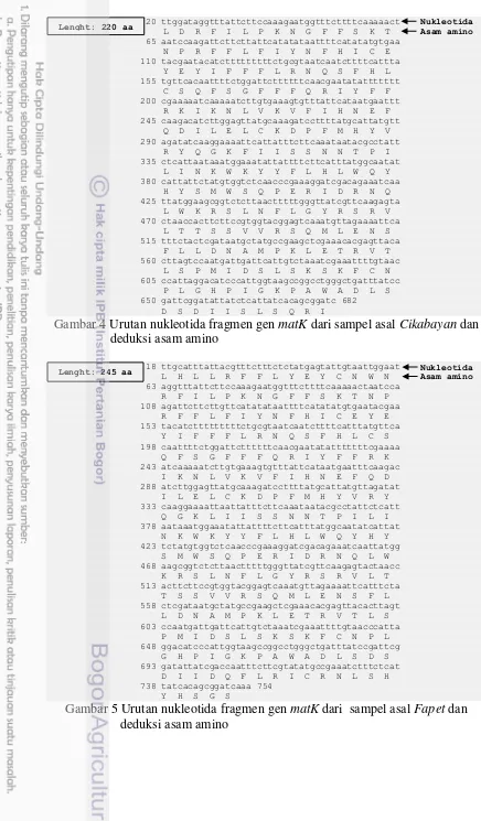 Gambar 4 Urutan nukleotida fragmen gen matK dari sampel asal Cikabayan dan  