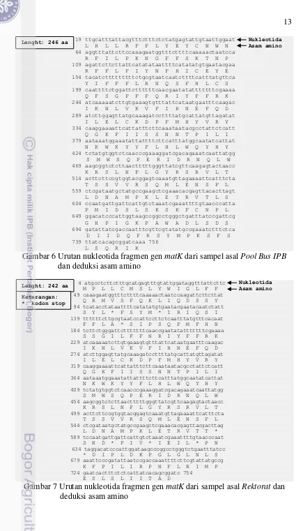 Gambar 6 Urutan nukleotida fragmen gen matK dari sampel asal Pool Bus IPB  