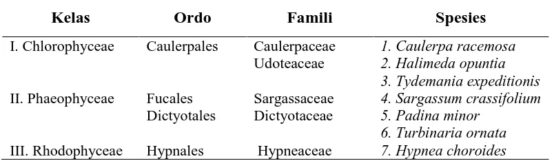 Tabel 4.1.  Klasifikasi Makroalga yang Didapatkan pada Setiap Stasiun Penelitian  