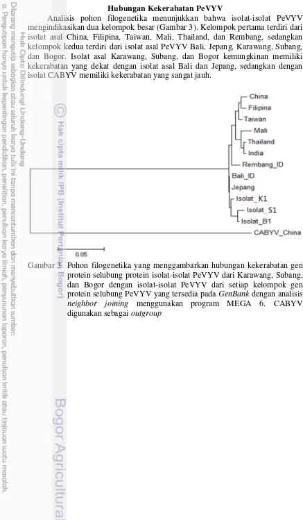 Gambar 3 Pohon filogenetika yang menggambarkan hubungan kekerabatan gen 