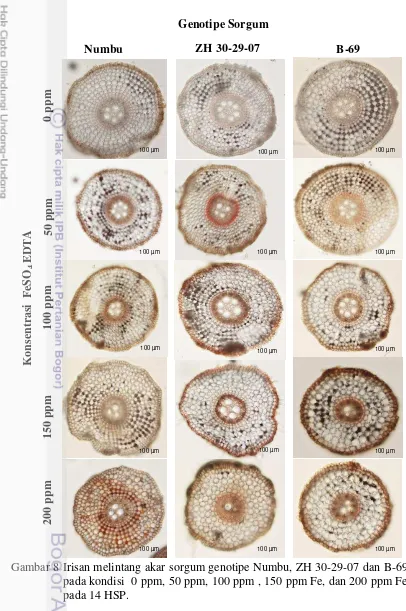 Gambar 8 Irisan melintang akar sorgum genotipe Numbu, ZH 30-29-07 dan B-69 