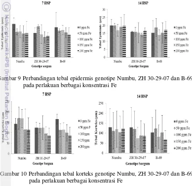 Gambar 9 Perbandingan tebal epidermis genotipe Numbu, ZH 30-29-07 dan B-69 