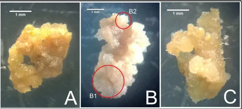 Gambar 2 Karakter fisik kalus stevia. (A) kalus kompak (B) kalus campuran  (B1: kalus kompak, B2: kalus remah) (C) kalus remah 