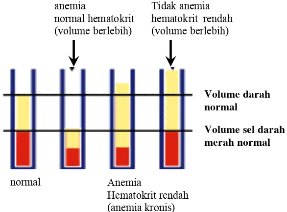 Gambar 2  Volume sel darah merah (red blood cells volume) (Uthman 2000)  