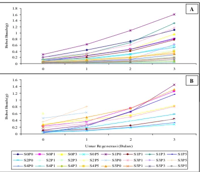 Gambar 8  Pengaruh kombinasi sorbitol (S;%) dan paklobutrazol (P;ppm) terhadap pertumbuhan kultur (bobot basah; g) selama 3 bulan regenerasi pasca penyimpanan 4 bulan (A) dan 8 bulan (B)
