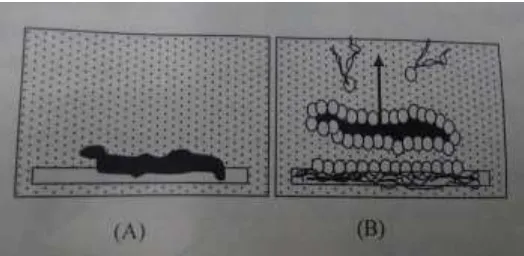 Gambar 4. (A) Kotoran di atas kain di dalam air (B) kotoran terangkat dari kain oleh molekul-molekul surfaktan di dalam larutan (Suparno, 2012)