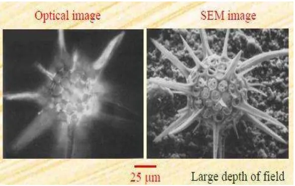 Gambar 7. Perbandingan gambar mikroskop optik dengan mikroskop elektron. 
