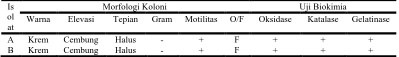 Tabel 1. Hasil identifikasi bakteri A. hydrophila sebelum (A) dan setelah uji Postulat Koch (B)