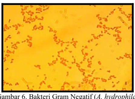 Gambar 6. Bakteri Gram Negatif ( A. hydrophila) 