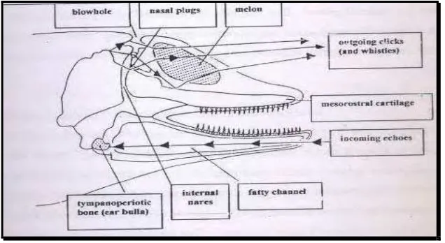 Gambar 11  Mekanisme produksi dan penerimaan suara pada lumba-lumba (Evans 1987). 