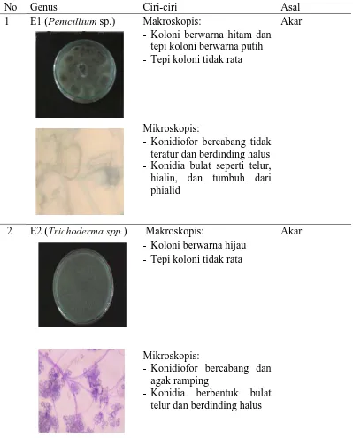Tabel 1. Identifikasi jamur endofit asal padi 