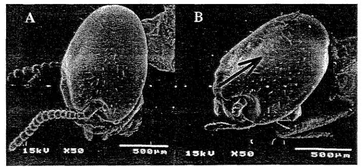 Gambar 5. Garis ekdisis rayap C.cutvigrzathus tanpa pemaparan hexaflumuron 