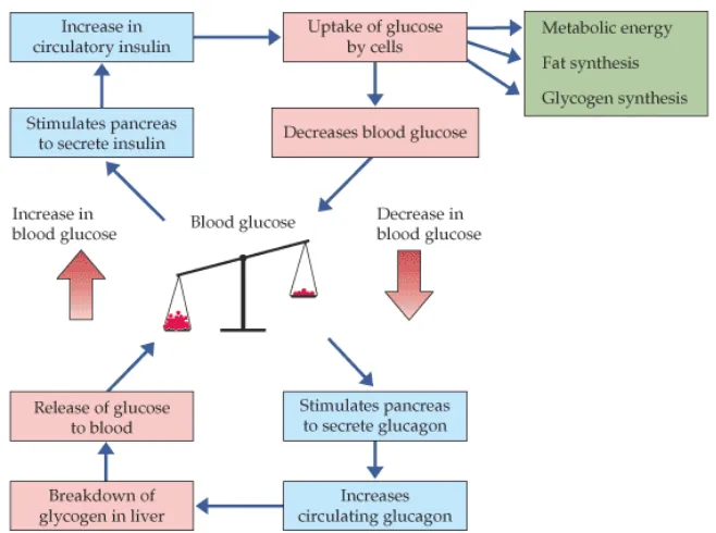 Gambar Pengaturan  glukosa  darah  secara  normal  (Adaptasi  dari  Anonim 