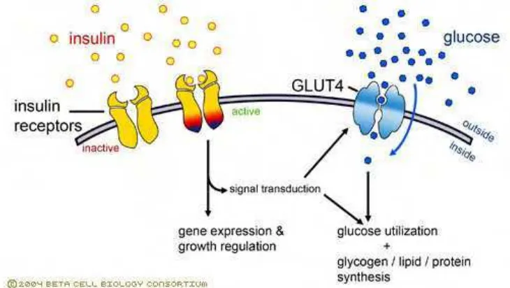 Gambar Mediasi insulin dalam proses uptake glukosa (Adaptasi dari Cartailler 