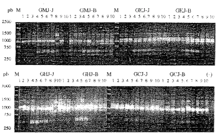 Gambar 1. Profil pita DNA kelapa Genjah Jombang hasil amplifikasi dengan OPB-1 I 
