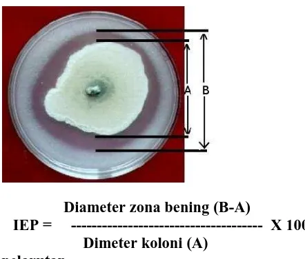 Tabel 2. Rhizobakteria yang membentuk Zona bening mengelilingi koloni yangdibiakan pada media Pikovskaya + PCNB (Rhizobakteria pelarut fosfat)