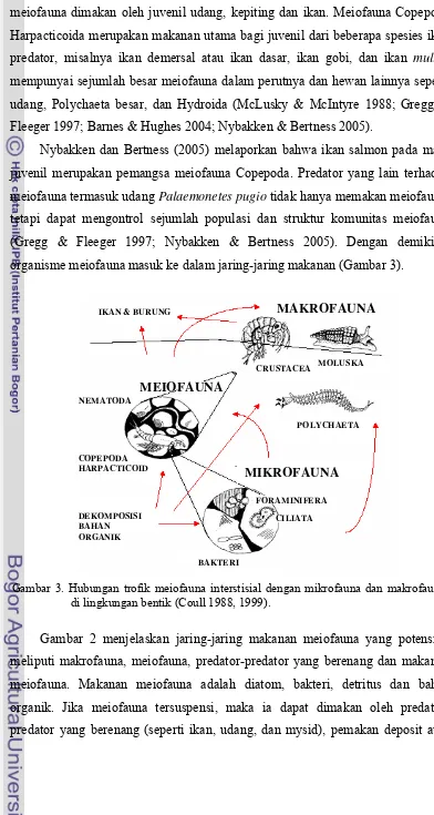 Gambar 2 menjelaskan jaring-jaring makanan meiofauna yang potensial, 