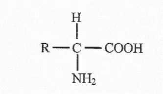 Gambar 1. Struktur Asam Amino 