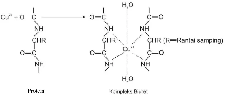 Gambar 10. Reaksi Protein dengan Cu2+ 