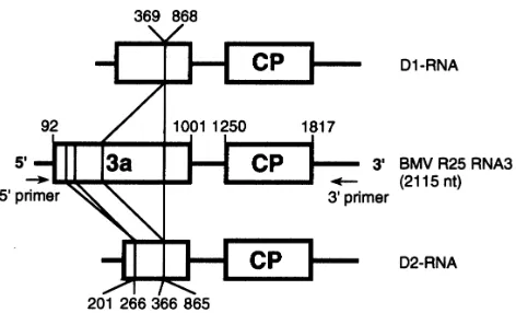 Fig. 1. (agarose gel in TBE buffer followed by ethidium bromide staining. The additional RNA is indicated by an arrowhead (left) andpositions of RNAs 1, 2, 3 and 4 are indicated on the right