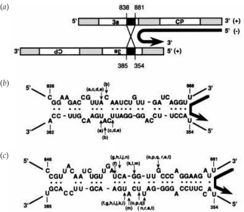 Fig. 5. Proposed model for template switching during the generation ofBMV D-RNAs. Large arrows on the right between RNAs indicate thedirection of (�)-strand RNA synthesis during template switching