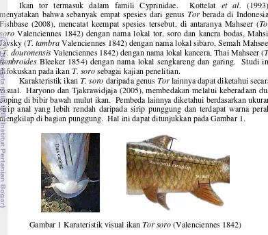 Gambar 1 Karateristik visual ikan Tor soro (Valenciennes 1842) 