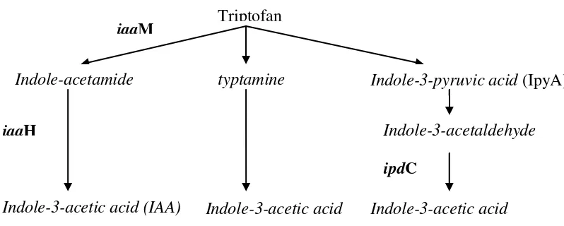 Gambar. 1. Diagram alir lintasan biosintesis IAA pada bakteri (Brandl et al. 1996; Manulis 1998)