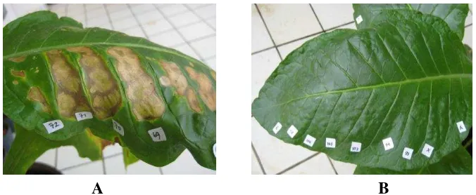 Gambar 4 Reaksi hipersensitivitas tanaman tembakau terhadap Pseudomonas spp. (A) Dari sebelah kiri: isolat Crb 72, Crb 71, Crb 70, dan Crb 69 yang memberi reaksi positif dan (B) isolat-isolat yang memberi reaksi hipersensitif negatif