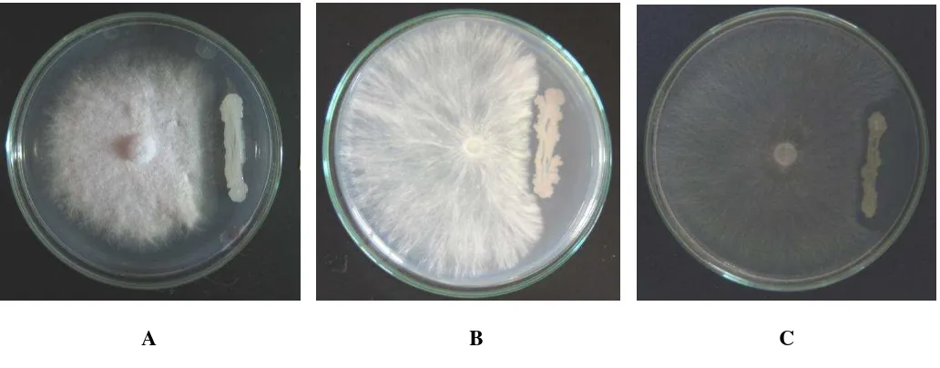 Gambar 6  Antagonisme antara Pseudomonas spp. dengan cendawan patogen. (A) Penghambatan F