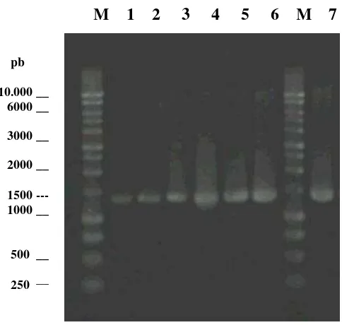 Gambar 7 Hasil amplifikasi PCR gen 16S rRNA isolat Pseudomonas spp. Baris ke-1 sampai ke-7 berturut-turut adalah gen 16S rRNA dari isolat Crb 60, 74, 82, 84, 93, 94, dan 95 yang berukuran ~1300 bp