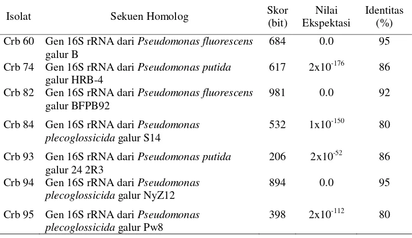 Gambar 8 Dendogram filogenetik. Hubungan kekerabatan antara isolat-isolat Pseudomonas spp
