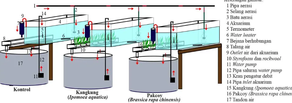 Gambar 2  Rancangan akuarium resirkulasi akuarium kontrol, kangkung              (Ipomoea aquatica), dan pakcoy (Brassica rapa chinensis) 