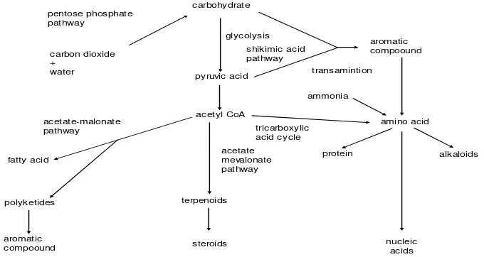 Gambar 1  Lintasan biosintesis metabolit di dalam  tanaman (Vickery dan Vickery 1981) 