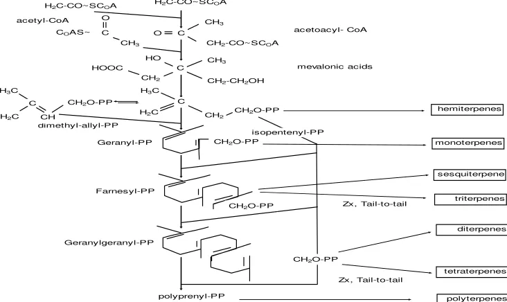 Gambar 2  Biosintesis senyawa terpenoid (Hess 1986) 