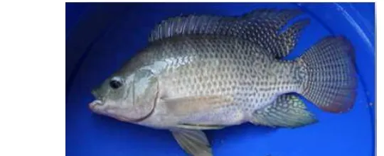 Gambar 3 Ikan nila biru hasil seleksi di BPPI, Sukamandi 