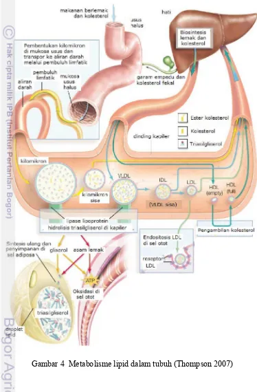Gambar 4  Metabolisme lipid dalam tubuh (Thompson 2007)  