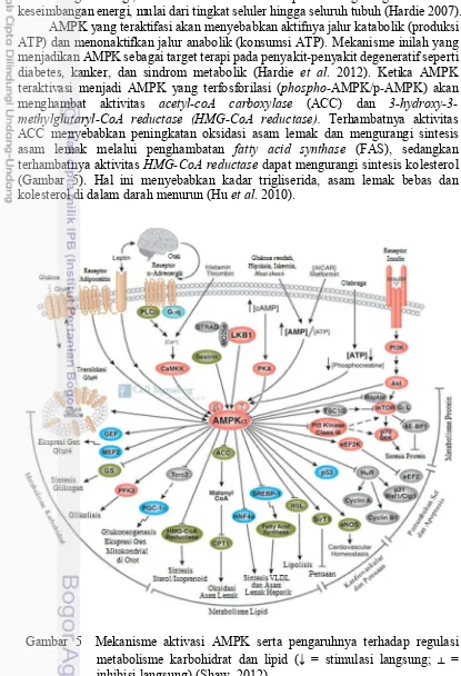 Gambar 5  Mekanisme aktivasi AMPK serta pengaruhnya terhadap regulasi metabolisme karbohidrat dan lipid (↓ = stimulasi langsung; ┴ = inhibisi langsung) (Shaw, 2012) 
