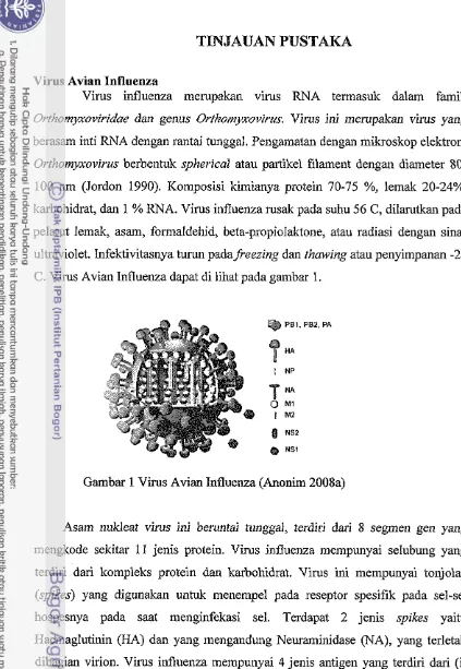 Gambar 1 Virus Avian Influenza (Anonirn 2008a) 