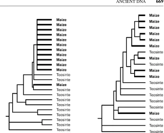 Figure 7Phylogenetic tree for selected (tb1the gene carries drastically less diversity in maize than in teosinte and is derived fromleft) and unselected (right) parts of the gene in maize and its wild ancestor teosinte (modiﬁed after 158)